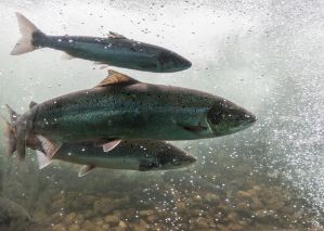 salmon fish